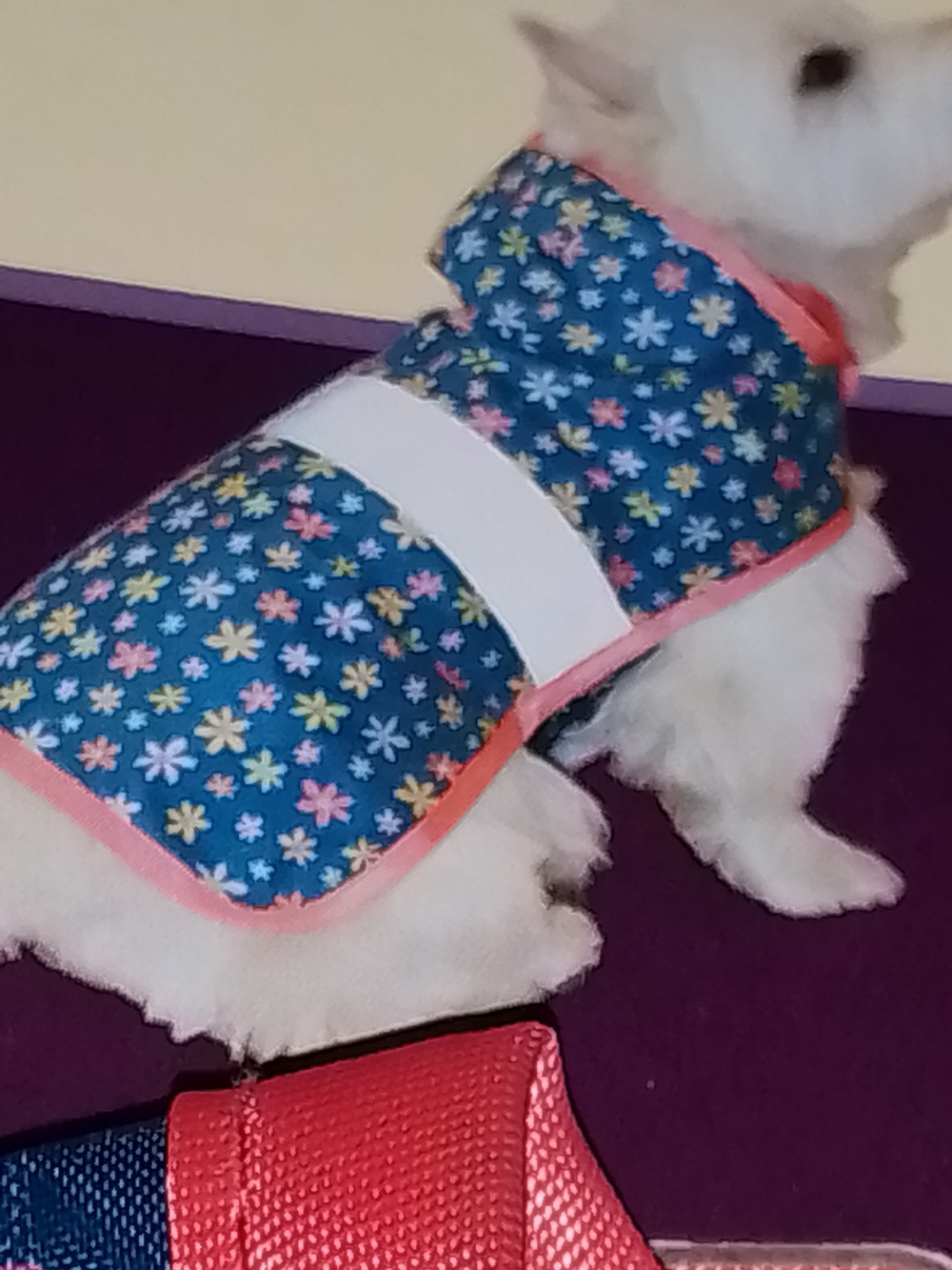 Dog Reversible Rain Jacket - Small